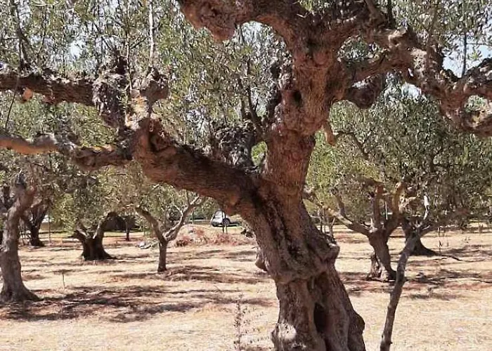 Ελαια Nyaraló *