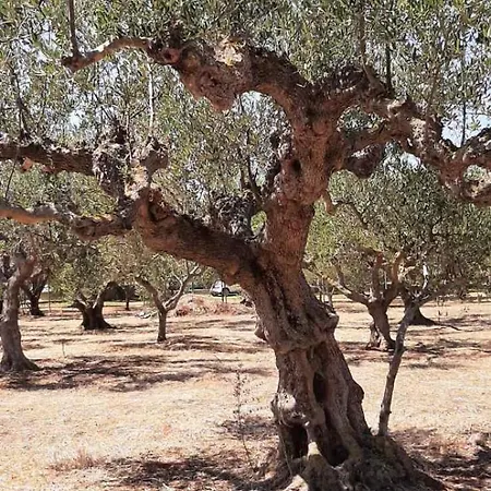 ελαια Holiday home *
